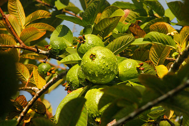 istock Guava fruit on the tree. Guava trees are planted with morning sunlight and remaining rain drops 2212460497