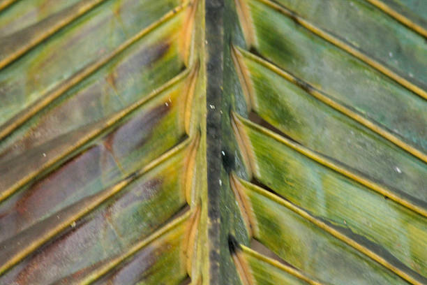Abstract background of pattern and leaves of coconut trees. Palm leaf texture. Full frame. Nature backgrounds. Palm leaves with natural lines and patterns