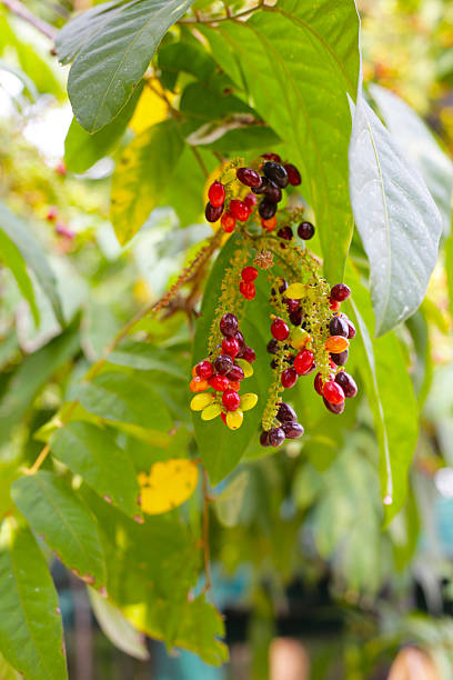 istock Lepisanthes rubiginosa fruits on the tree 2212461445