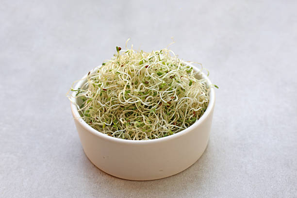 istock Fresh green sprouted alfalfa seeds 2212461886