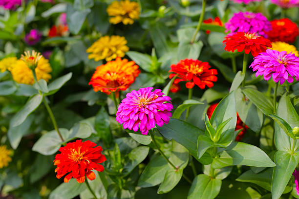 istock Colorful zinnias in full bloom 2212462137