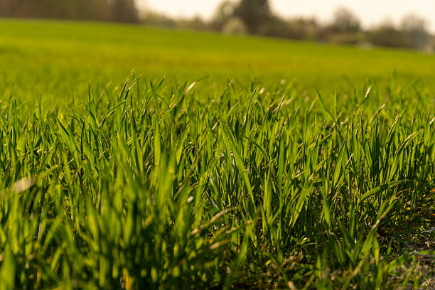 istock Fresh, vibrant grass covers the ground as sunlight filters through, creating a serene atmosphere in springtime 2212462251