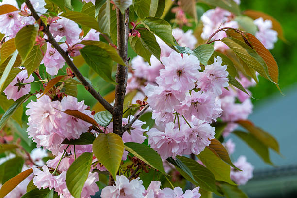 istock A sakura tree showcases delicate pink blossoms surrounded by fresh green leaves in a tranquil garden during spring 2212462299