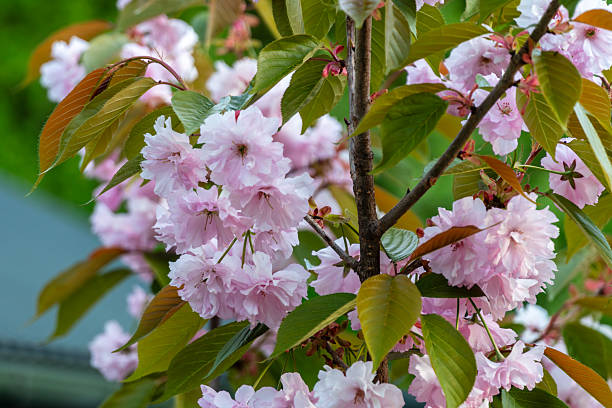 istock Sakura, pink blossoms bloom on a tree, surrounded by fresh green leaves, marking the arrival of spring 2212462355
