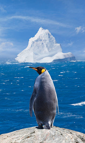 Antarctica King penguin ( Aptenodytes patagonicus )