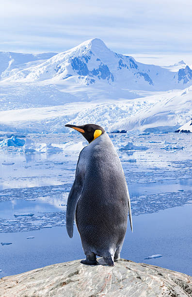 istock Antarctica king penguin in Antarctica with snowy mountains 2212462904