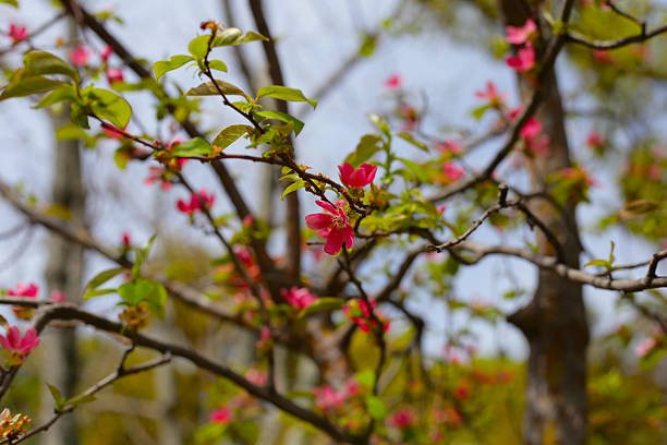 Blooming Japanese quince flower