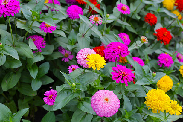 istock Colorful zinnias in full bloom 2212463697
