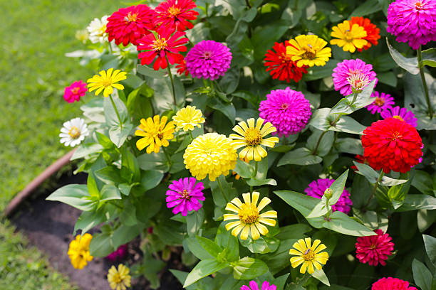 Colorful zinnias in full bloom