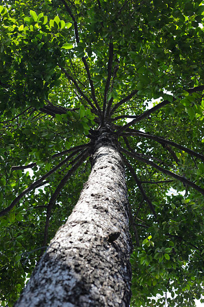 istock Looking up from down tree, Dipterocarpus tree, Big tree in Vietnam 2212463715