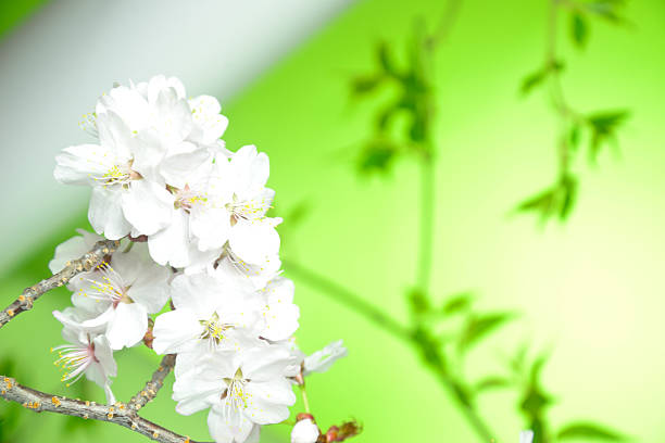 istock Close-up of cherry blossoms in full bloom 2212463794