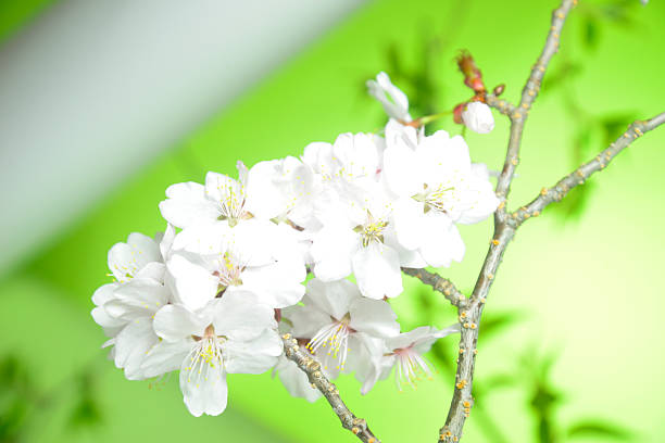 Close-up of cherry blossoms in full bloom