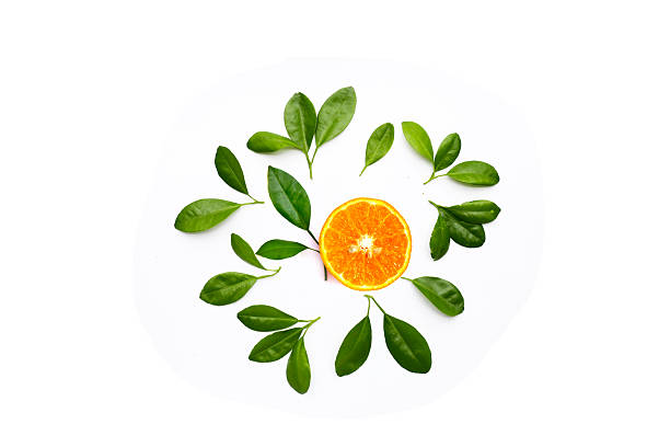 Fresh citrus green leaves on white background.