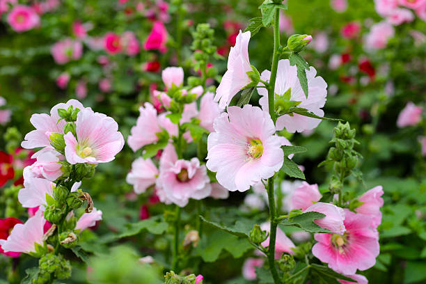 istock Beautiful hollyhock flower in the park 2212464797