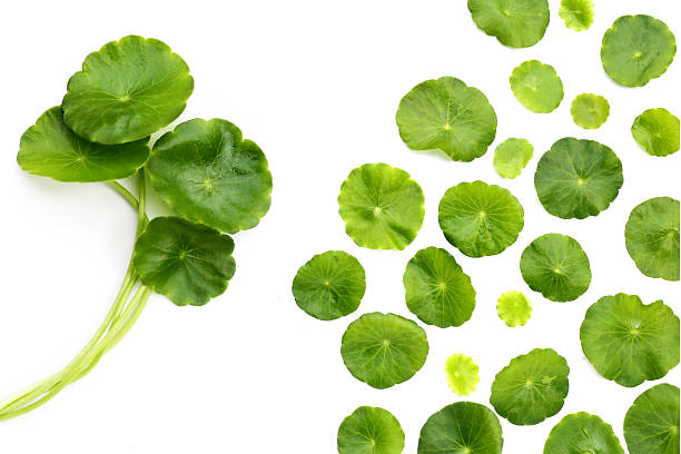istock Centella asiatica plant (Gotu Kola) Fresh herb leaves 2212465633