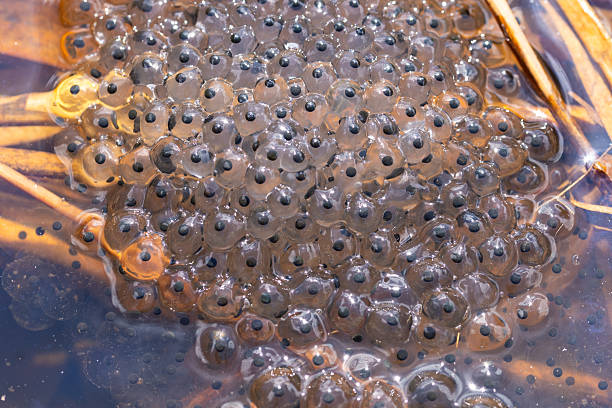 A directly above view of hundreds of frog spawn eggs in a pond.