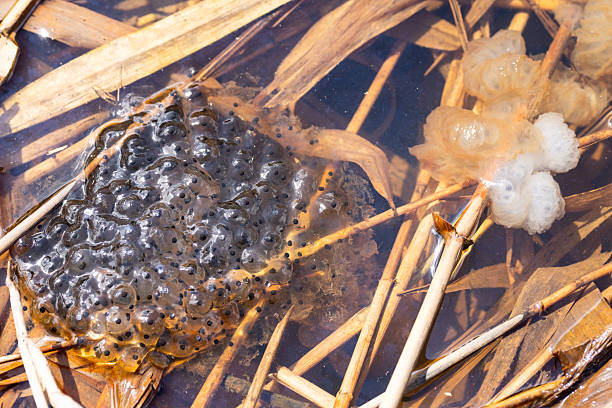 A directly above view of hundreds of frog spawn eggs in a pond.