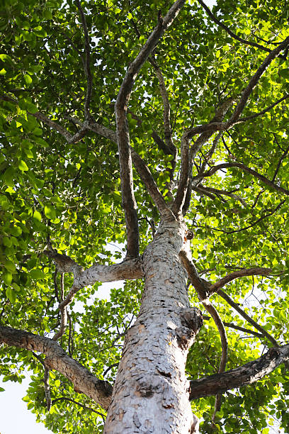 istock Looking up from down tree, Dipterocarpus tree, Big tree in Vietnam 2212468955