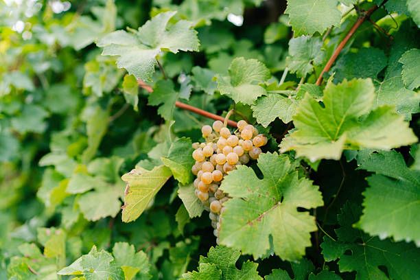 The image shows a close-up view of a cluster of ripe, yellow grapes hanging from a grapevine. The leaves surrounding the grapes are a mix of vibrant green and golden yellow, indicating the autumn season.