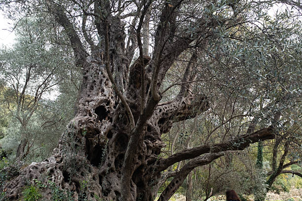 istock Ancient Olive Tree Trunk  Twisted and Gnarled Bark with Natural Patterns in Mediterranean Landscape for publication, poster, calendar, post, screensaver, wallpaper, cover, website. High quality photo 2212469761