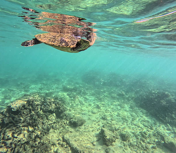 Green Sea Turtle taking a breath in Kauai