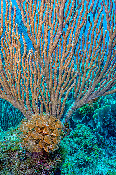 istock Caribbean coral garden,eather duster tubeworm 2212471306