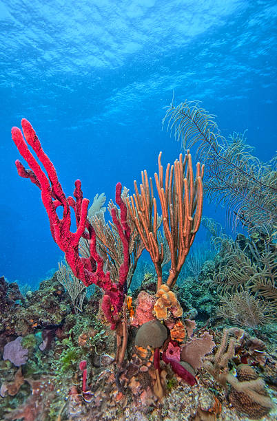 istock Caribbean coral garden 2212471415