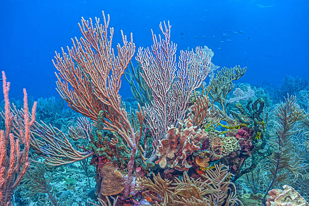 istock Caribbean coral garden 2212471463