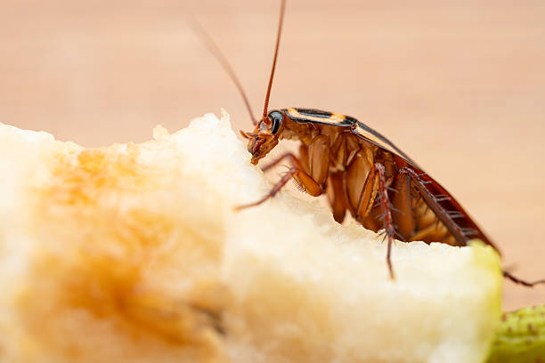 istock close-up of a cockroach eating a snow pear at horizontal composition 2212471882