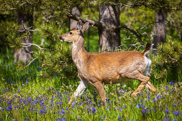 Thin, malnourished mule deer stands by old wild fire zone in Canada, British Columbia, Sparwood