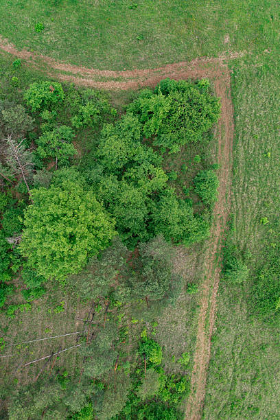 istock Aerial top view of trees and intersecting dirt paths 2212474112
