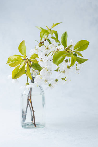 istock Fresh cherry blossom branches in a glass vase on a light background 2212475001