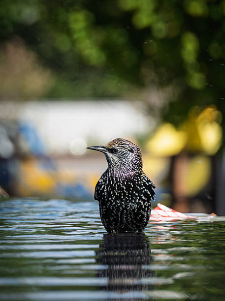 A sparrow cooling off by a water fountain in Buenos Aires   Argentina