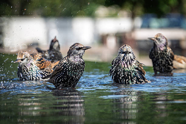 Common starling in a water fountain outside of the Smithsonian National Air and Space Museum in Washington DC
