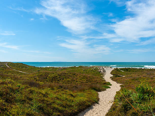 White sandy beach and green bushes in Sarasota, Florida