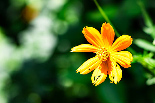 A yellow flower with brown spots sits on a green leaf. The flower is the main focus of the image, and the green background adds a sense of freshness and vitality