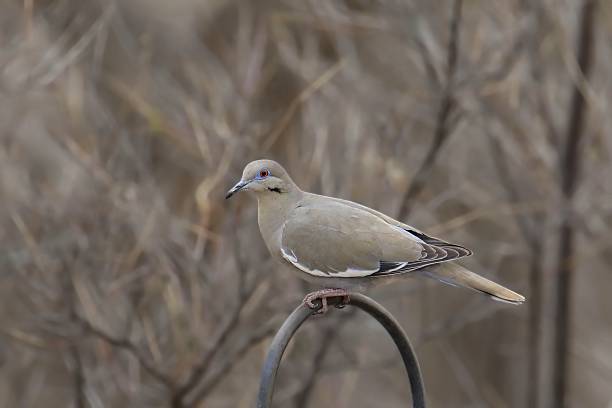 istock White-winged Dove (zenaida asiatica) perched on a birdfeeder pole 2212484369
