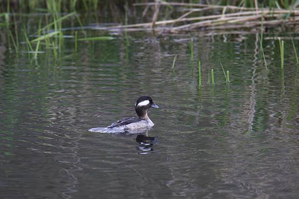 istock Bufflehead Duck (female) (bucephala albeola) swimming in a grassy pond 2212484383