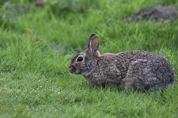 istock European Rabbit (domestic) (oryctolagus cuniculus) poised in some thick grass 2212484395