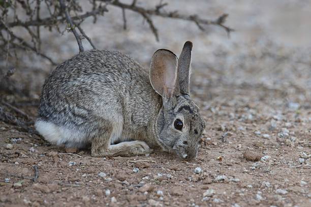 istock Desert Cottontail (sylfilagus audubonii) foraging on the ground under a bush 2212484437