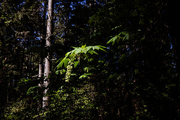 Greenery with a Sunlit Leaf on a tree and Seedling with dark space around the subject.