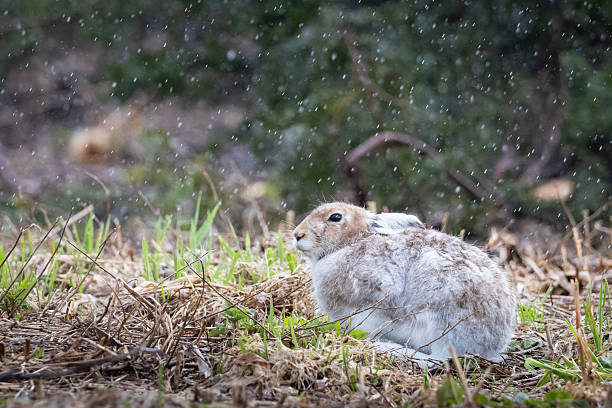istock Hokkaido snow hare changing from white to brown in the springtime 2212485446