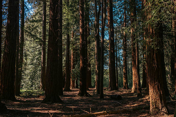 istock Tall trees in the afternoon Sunlight in the Forest. 2212485483