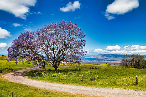 istock Jacaranda tree in full bloom seen in upcountry Maui. 2212486525