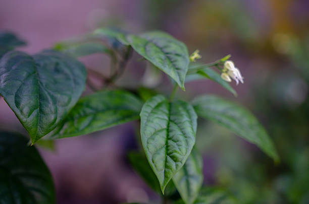 fresh green leaves after the rain