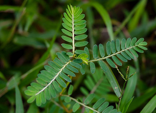 fresh green leaves after the rain