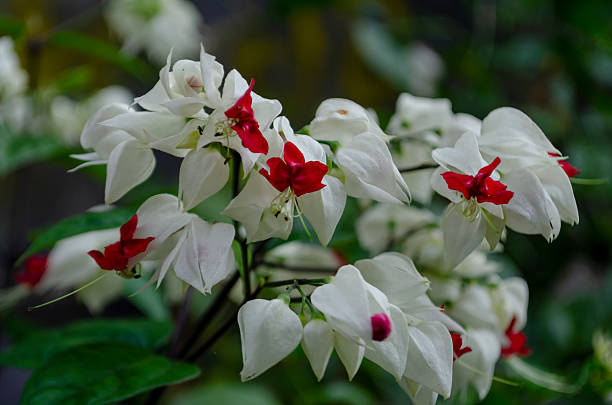 fresh Red and white flowers