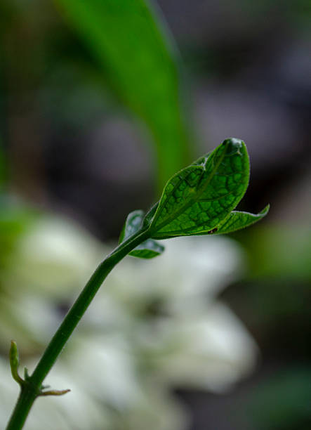 fresh green leaves after the rain