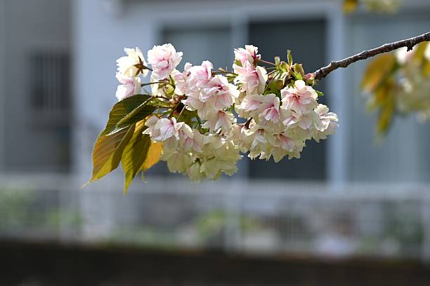 istock Prunus lannesiana 'Gioiko' (Japanese name 'Sakura Gyoiko') blossoms. 2212491549