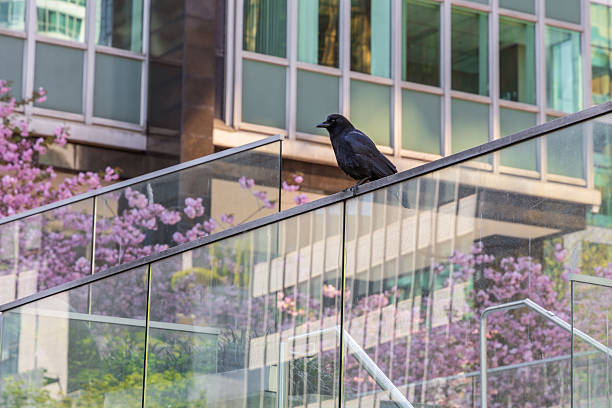 Carrion Crow Standing on a Bench in an English Garden